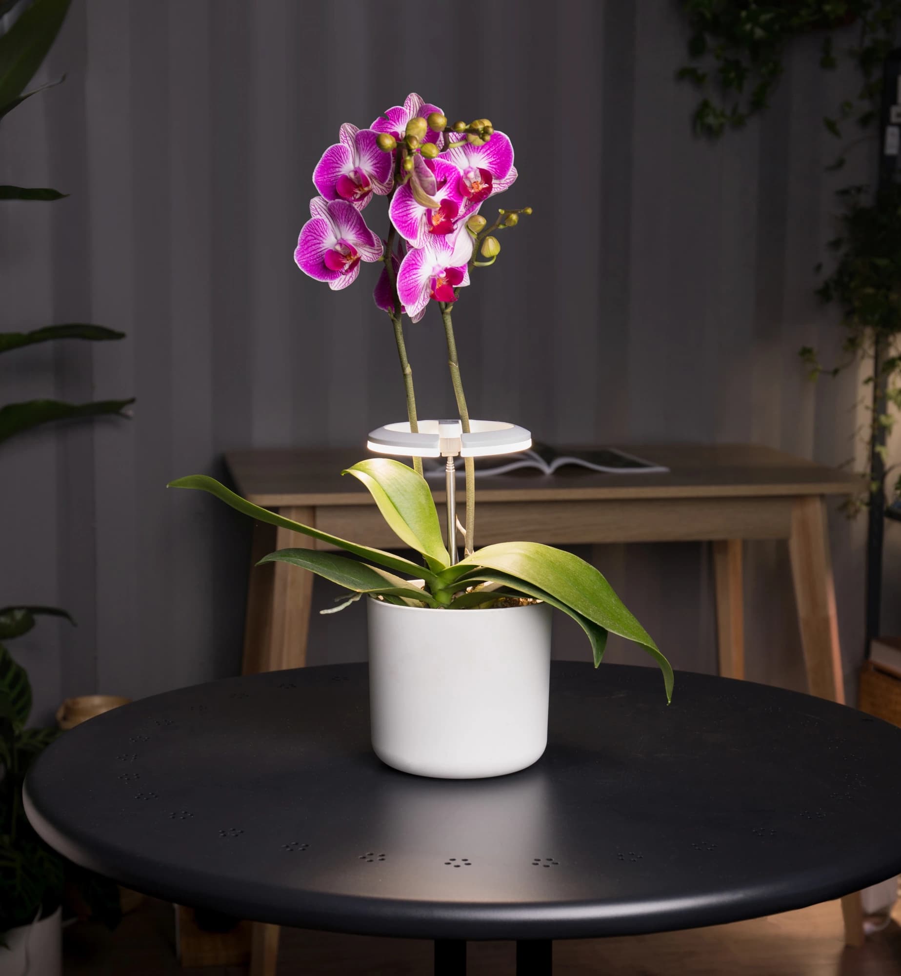 Светильник фито Cactus GARDEN светод. 7.5Вт цв.св.:белый (CS-LED-ORCHID) - фото 4