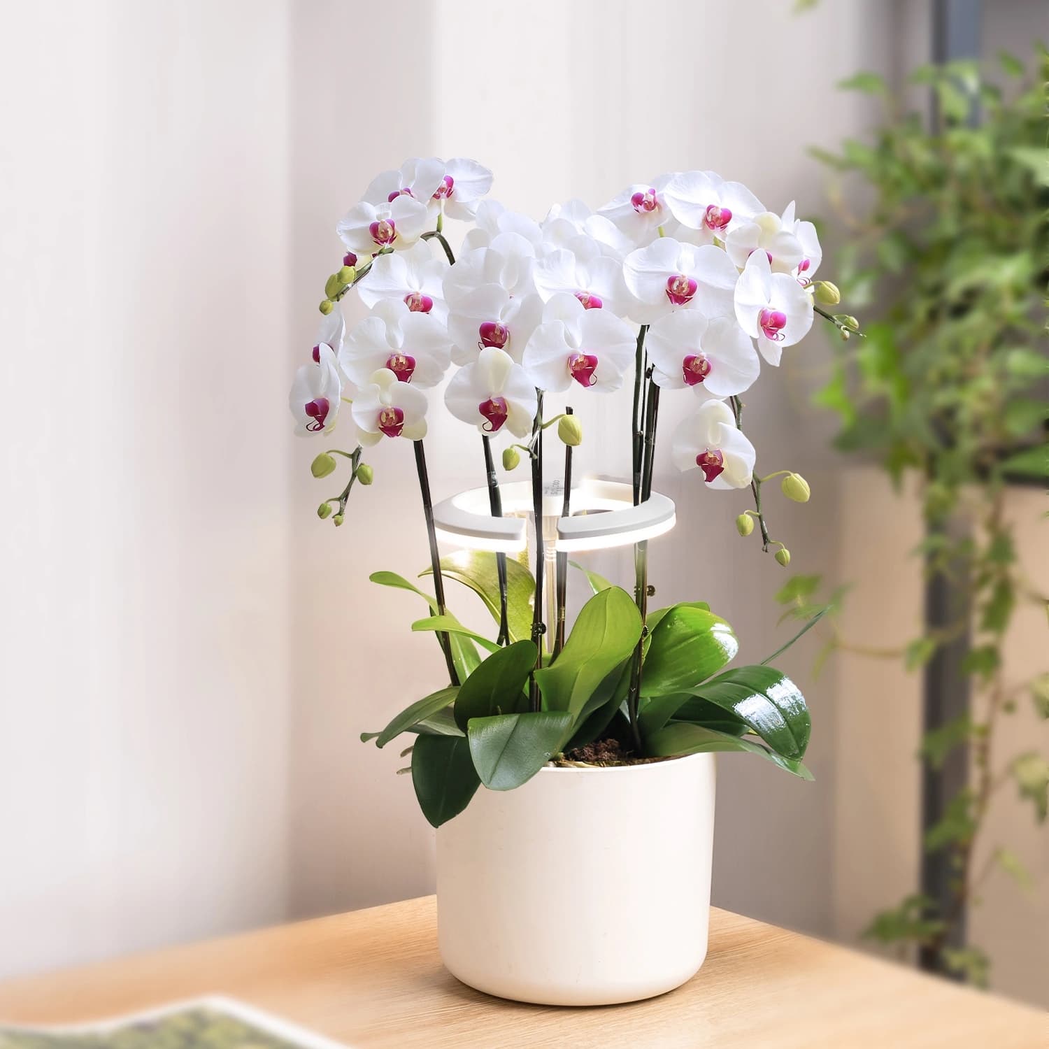 Светильник фито Cactus GARDEN светод. 7.5Вт цв.св.:белый (CS-LED-ORCHID) - фото 5